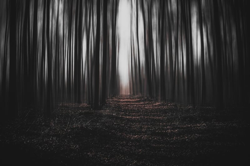 Mysterious Forests